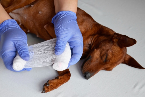 When to See a Vet for Dog Paw Pad Injuries