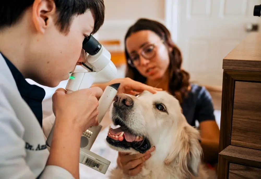 When to See a Veterinarian for Eye Issues