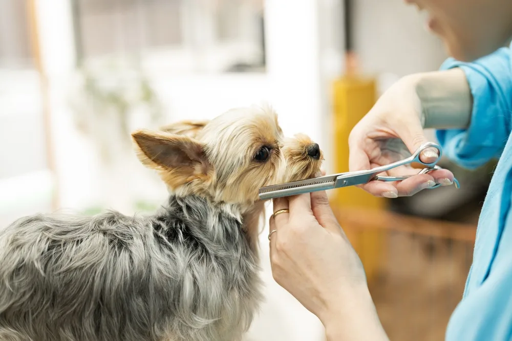 When to Seek Professional Grooming Help