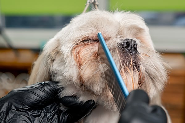 When to Seek Professional Help for Severe Matting