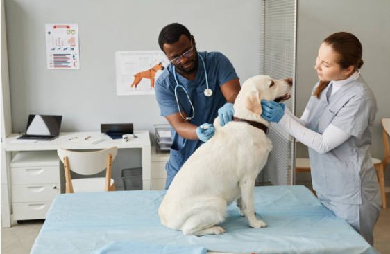When to Seek Veterinary Help