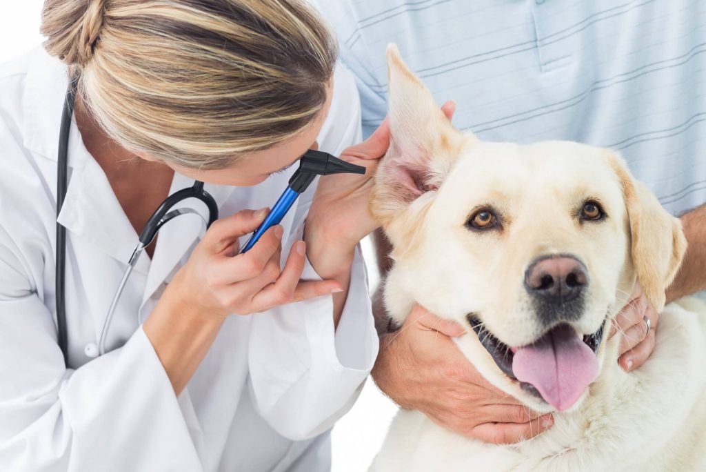 When to Visit the Vet for Ear Care