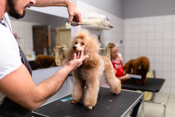 Why Breed Matters in Grooming Style