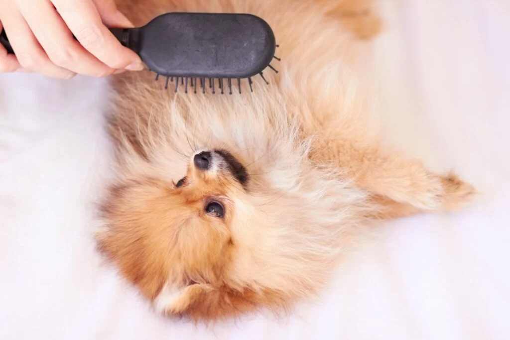 why-brushing-your-dog-daily-is-more-important-than-you-think