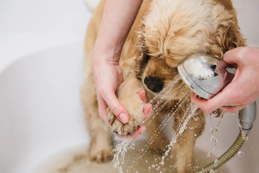 Why Cleaning Between Your Dog’s Toes Matters