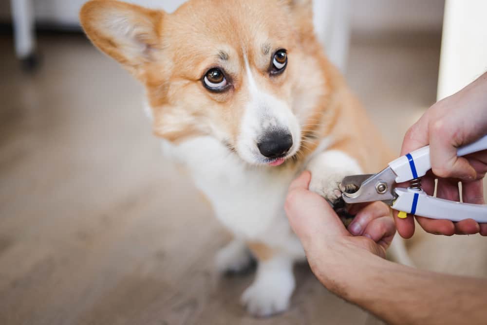 Why Do Dogs Fear Nail Trimming?