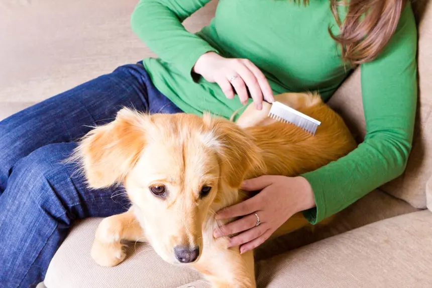 Why Does My Dog Hate Getting Brushed? Tips to Make It Easier