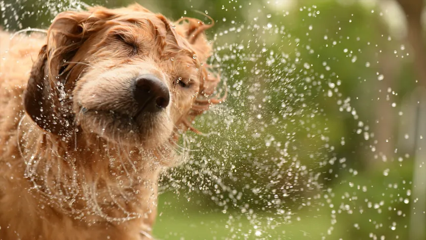 Why Does My Dog Smell Bad Even After Grooming?