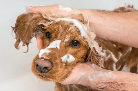 Why Does My Dog Smell Bad Even After Grooming?