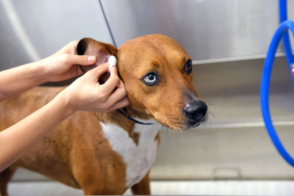 Why Dog Ear Cleaning Matters