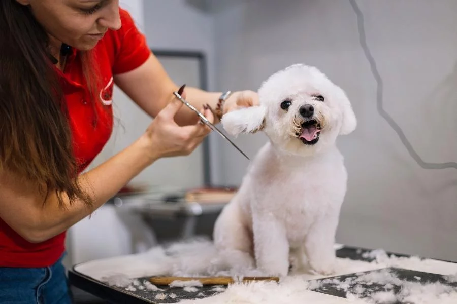 Why Dog Groomer Preparation Matters More Than You Think