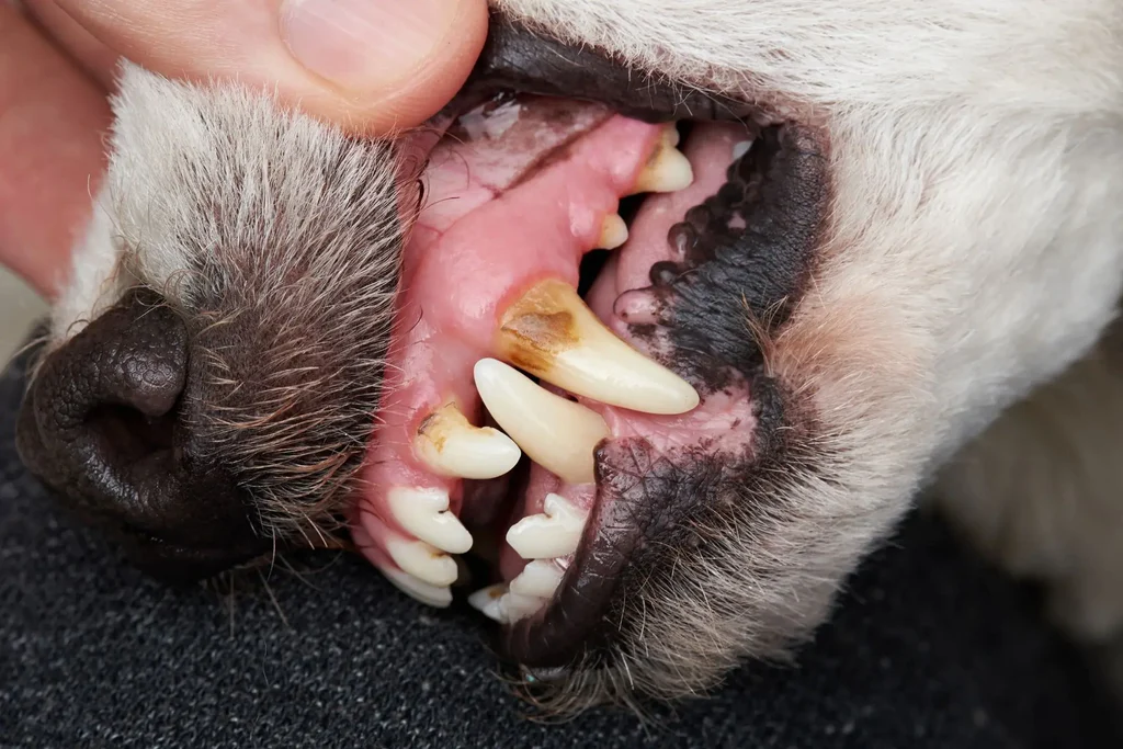 Why Dog Oral Hygiene Matters