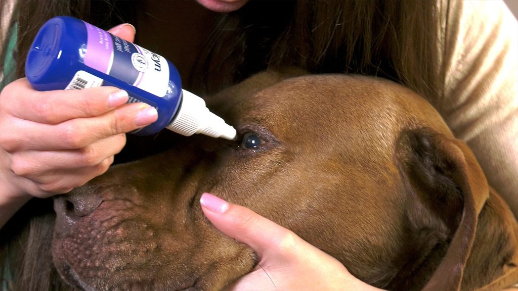 Why Eye Cleaning Matters for Dogs