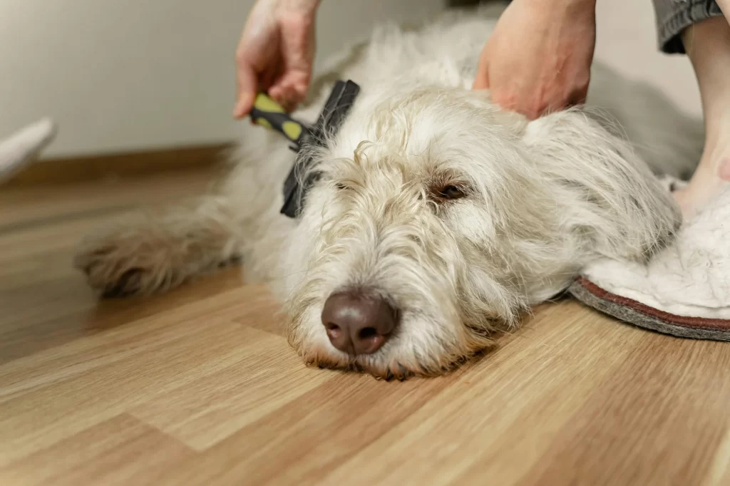 Why Grooming Frequency Matters for Skin Health
