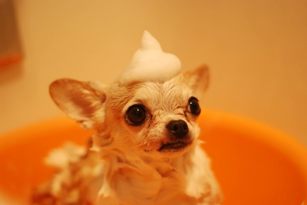 Why Grooming Mistakes Matter