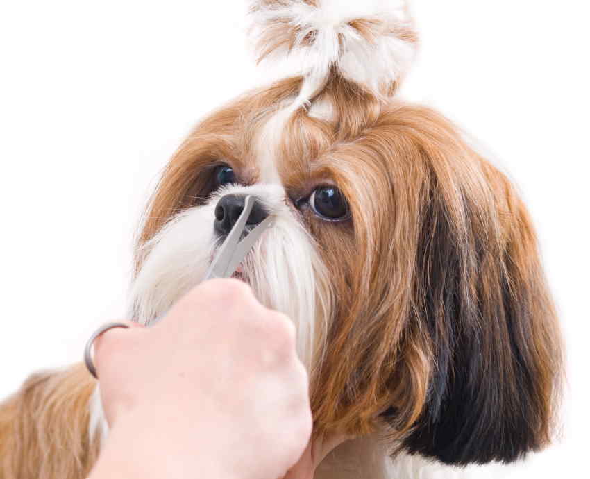 Why Grooming These Areas Matters