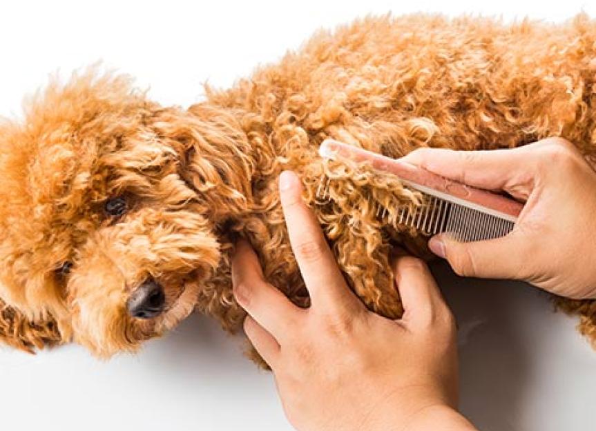 Why Is My Dog’s Fur Always Tangled? Causes and How to Fix It