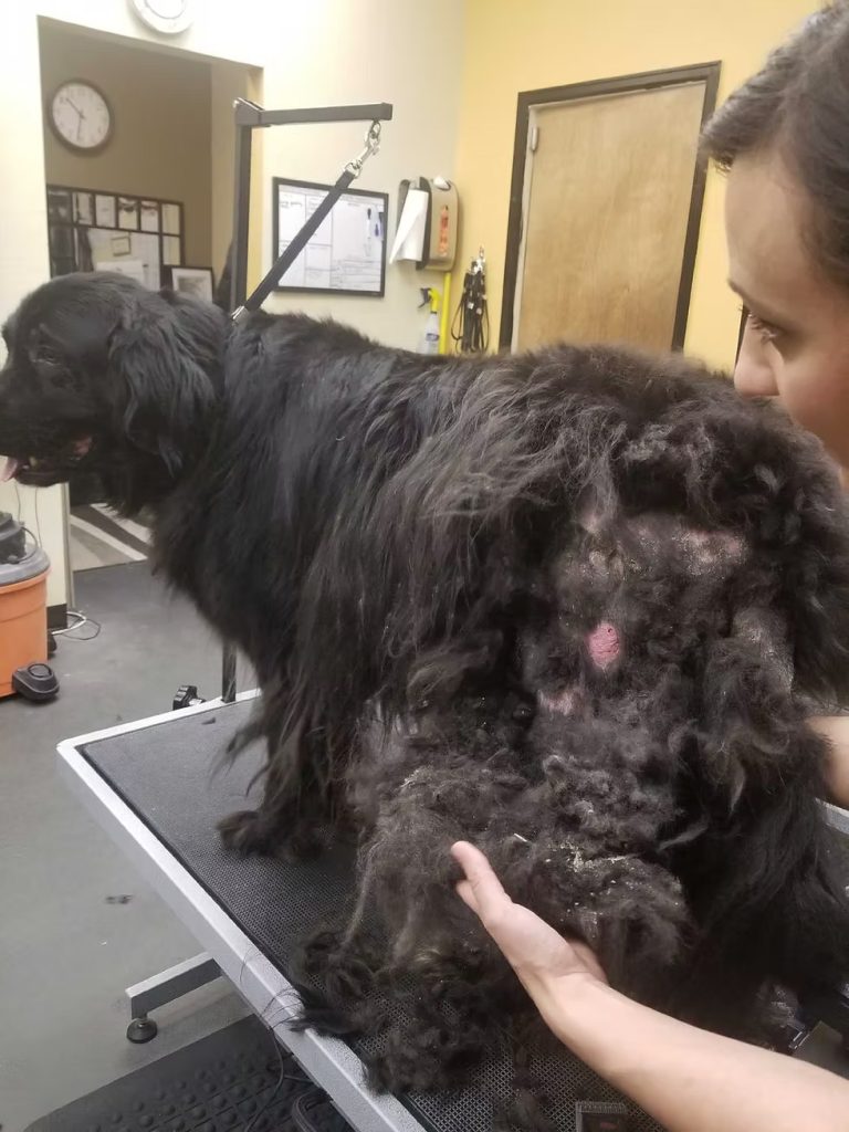 Why Matting Is a Serious Problem for Long-Haired Dogs