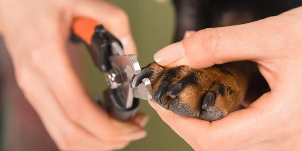 Why Nail Trimming Matters for Your Dog’s Health