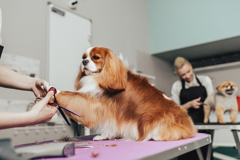 Why Regular Grooming Improves Dog Behaviour