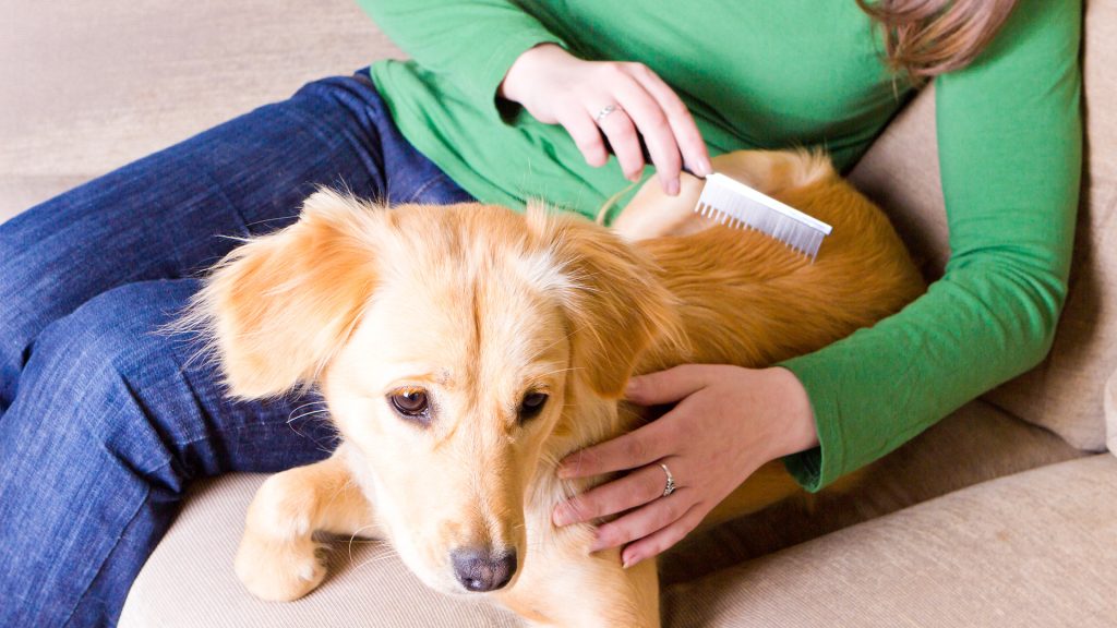 Why Skin Health Is Often Overlooked in Dog Grooming