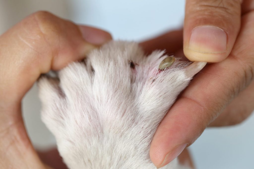 Why Tick Checks Are Essential for Your Dog’s Health