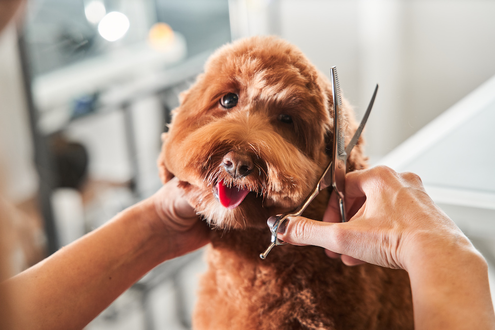 Building a Positive Grooming Experience