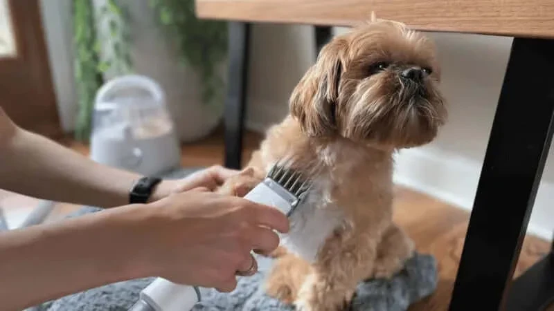 Why You Need a Dog Grooming Kit at Home