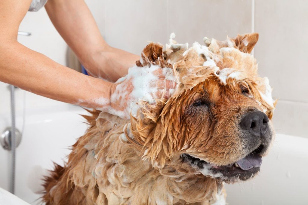 Your Dog’s Grooming Needs Are Unique — So Should Your Approach Be