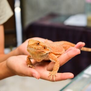 Reptile Conservation Certificate Online Course