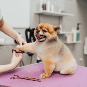 Dog Grooming Certificate