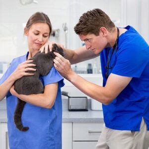 Certificate in Vet Assistance