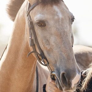 Advanced Equine Studies