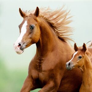 Certificate in Horse Breeding